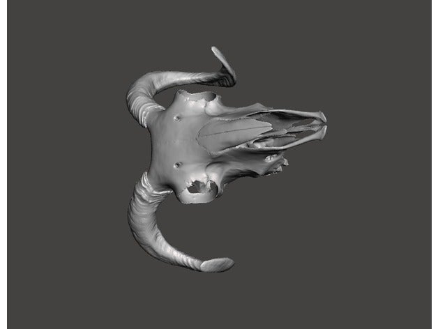 ram Schädel Echtzeit-scan-remixes Tiere 3dmodel 3d-scan Tier Knochen dlp fdm ovice remixchallenge scan scull sculler sla sls 3D print model - Mito3D