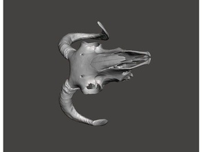 ram scull real scan remixes animals 3dmodel 3d animal bone dlp fdm ovice remixchallenge sculler sla sls 3d print model - Mito3D