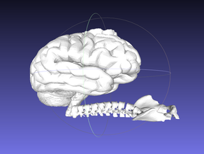 cérebro de caracol + chá luz titular decoração coluna vertebral estranho tealight 3d print model - Mito3D