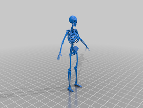 scheletro La stampa 3d l'osso le ossa umana umane cranio umano makerbotdigitizer 3d print model - Mito3D