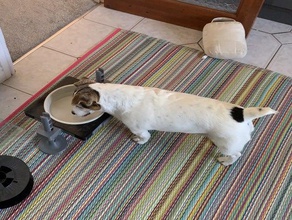 dog bowl raiser small dog pets dog dog bowl terrier