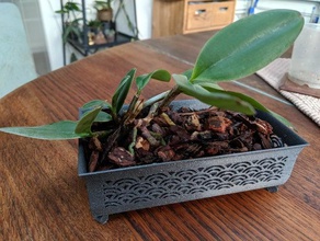 à l'échelle de l'orchidée planteur extérieur et jardin orchidée panier en pot la jardinière plante 3d print model - Mito3D