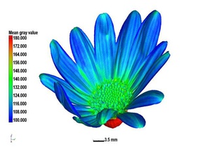 flower scans & replicas 3d print model - Mito3D