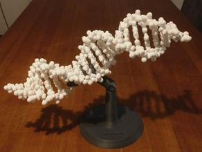 folding dna model kit no support necessary biology art chemistry double helix easy print educational molecular molecule supportless 3d print model - Mito3D