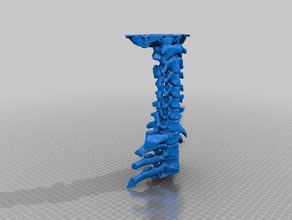 hws colonna vertebrale biologia la medicina collo 3d print model - Mito3D