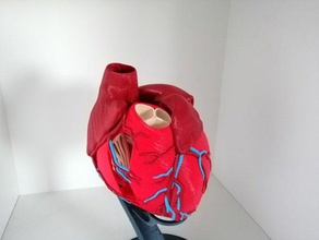 anatomische Herz multi-material Skulpturen anatomisch korrekt Modelle Anatomie die Arterien atrium medizinische Medizin mmu multimaterial papillären prusa i3 mk3 mmu2 Ventil Venen Ventrikel 3d print model - Mito3D