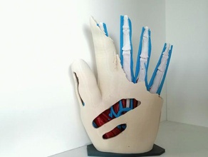 anatomische hand-multi-material - v2 Skulpturen anatomisch korrekt Anatomie hand mmu Muskel Muskulatur Skelett Venen 3d print model - Mito3D