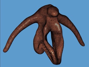 anatomique du clitoris de la biologie 3d print model - Mito3D
