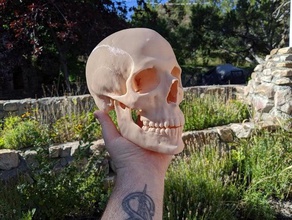 human skull medical scan biology buzzsaw studio ct education model zbrush 3d print model - Mito3D