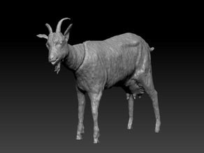 goat animals animal farm 3d print model - Mito3D