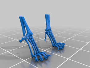 gato as patas da frente do esqueleto esculturas osso ossos cat garra garras felino housecat 3d print model - Mito3D