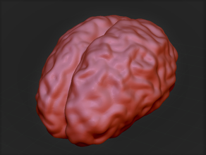 du cerveau personnes l'anatomie le modèle la fête d'halloween 3d print model - Mito3D