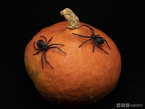 black widow spider toys & games decoration halloween redback tpu 3d print model - Mito3D