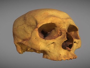 crâne humain, l'homo sapiens analyses & répliques 3dprint 3dprintable 3dprinting 3dscan 3dscanner 3dscanning de la biologie os tête l'homme humanoïde humain pirate squelette le 3d print model - Mito3D