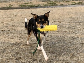 flotante perro de juguete para jugar con agua captura las mascotas a los perros fetch kong mascota recuperación recuperar maniquí entrenamiento 3d print model - Mito3D
