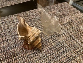 shell planter photogrammetry seashell 3d print model - Mito3D