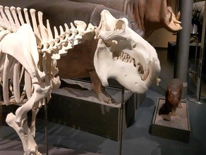 hippo skeleton nilpferd-skelett 3d print model - Mito3D
