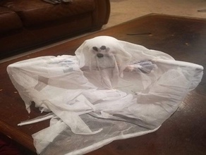 scardey ghost ghost halloween halloween decoration
