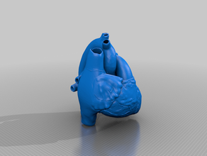 anatomik olarak doğru kalp modeli anatomi 3d print model - Mito3D