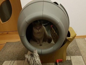 auto-limpeza gato toilett caixa de areia arduino cat elétrico eletrônica animal estimação animais deslizante 3d print model - Mito3D