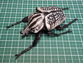goliathus orientalis inseto 3d print model - Mito3D