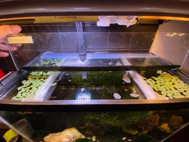 10 gallon tank floating plant partition aquarium 3D print model - Mito3D