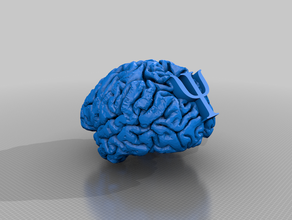 cervello mian la psicologia 3d print model - Mito3D