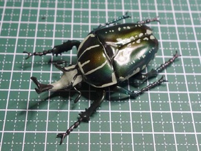 mecynorhina polifemo beetle insetto scarabeo 3d print model - Mito3D
