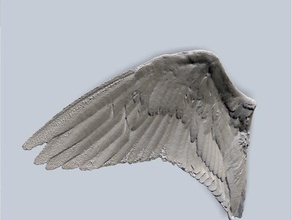 long billed curlew wing 3d print model - Mito3D