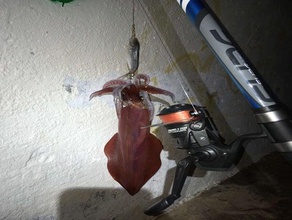 boya pesca autopropulsada anticosta auto-propulsé de pêche à la bouée 3d print model - Mito3D