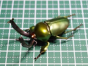 lamprima adolphinae böcek lucanidae geyik böceği 3d print model - Mito3D