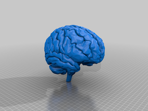 parts human brain anatomical anatomically correct anatomy brain human medical medical model medical models neuroanatomy