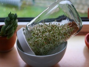 forte brotar tampa do frasco de suporte jar vidro sprossen sprouter a germinação 3d print model - Mito3D
