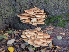 des bois champignon photogrammétrie d'analyse les champignons à l'extérieur la 3d print model - Mito3D
