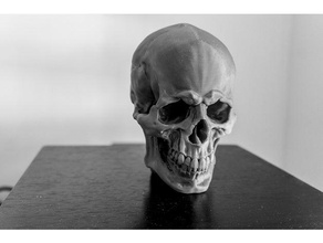 skullv11 detailed human male prop skull 3d print model - Mito3D