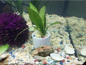 aqua vaso l'acquario acquario 3d print model - Mito3D