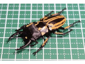 prosopocoilus zebra insect stag beetle 3d print model - Mito3D