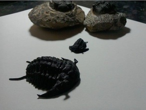 trilobite reconstrução fósseis a 3d print model - Mito3D
