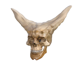 strange skull 3d print model - Mito3D