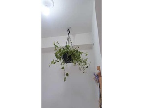 um vaso de planta gancho anel decoração a jardim 3d print model - Mito3D