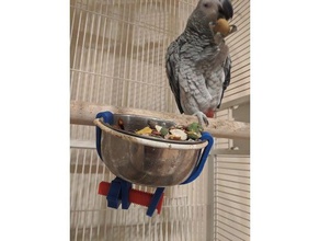 pet hanging bowl anti-spill bracket guard parrot 3d print model - Mito3D