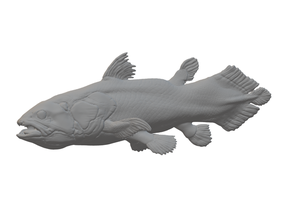 coelacanth latimeria chalumnae 1 35 3dmodel animals e3d v6 fish prehistoric scale model 3d print model - Mito3D