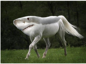 shark horse sharkhorse 3d print model - Mito3D