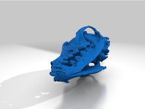 dog skull - ct scan 3d print model - Mito3D