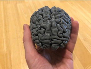 Gehirn puzzle 3d print model - Mito3D