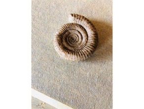 fossiler Ammonit ammonite fossil prähistorische Tiere 3d print model - Mito3D