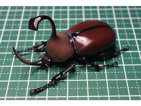 golofa pizarro beetle insetto 3d print model - Mito3D