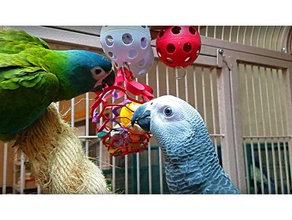 kağıt toplayıcı sepeti güvenli yiyecek arama net tuzak tehlike hayvan kuş birdfeeder zenginleştirme kaşif papağan bulmaca oyuncak refah Hayvanat Bahçesi 3d print model - Mito3D