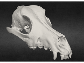 köpek kafatası çene 3 boyutlu tarama anatomi Artec kemikler taramak Uzay örümcek Veteriner 3d print model - Mito3D