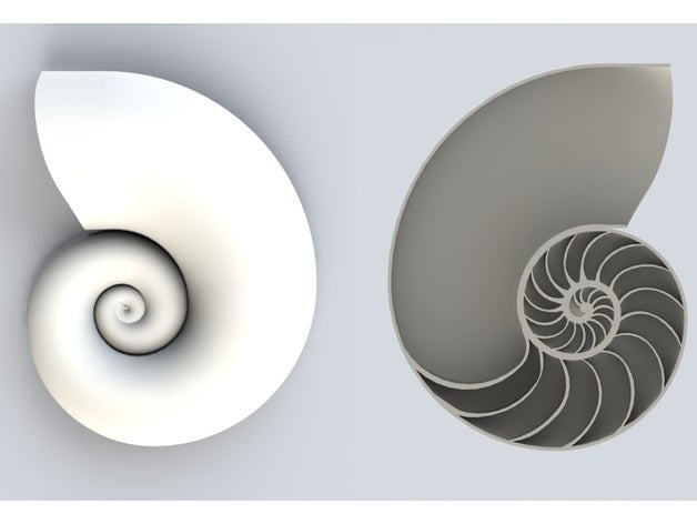 nautilus shell aquatic ocean sea 3D print model - Mito3D